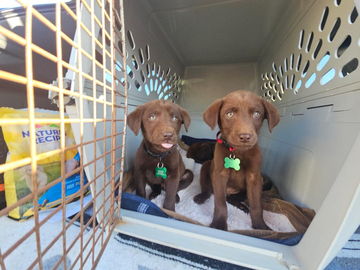 Puppy Oliver - Adopted