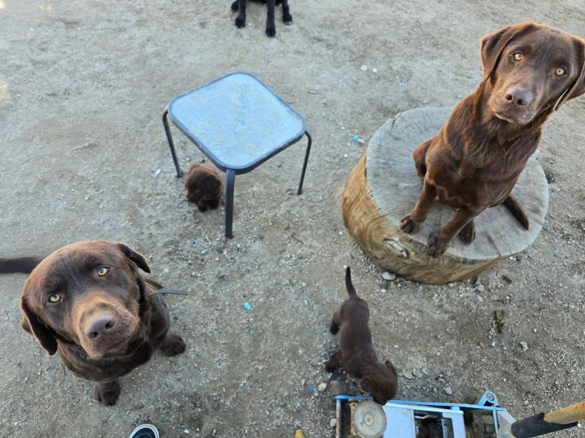 Puppy Oliver - Adopted