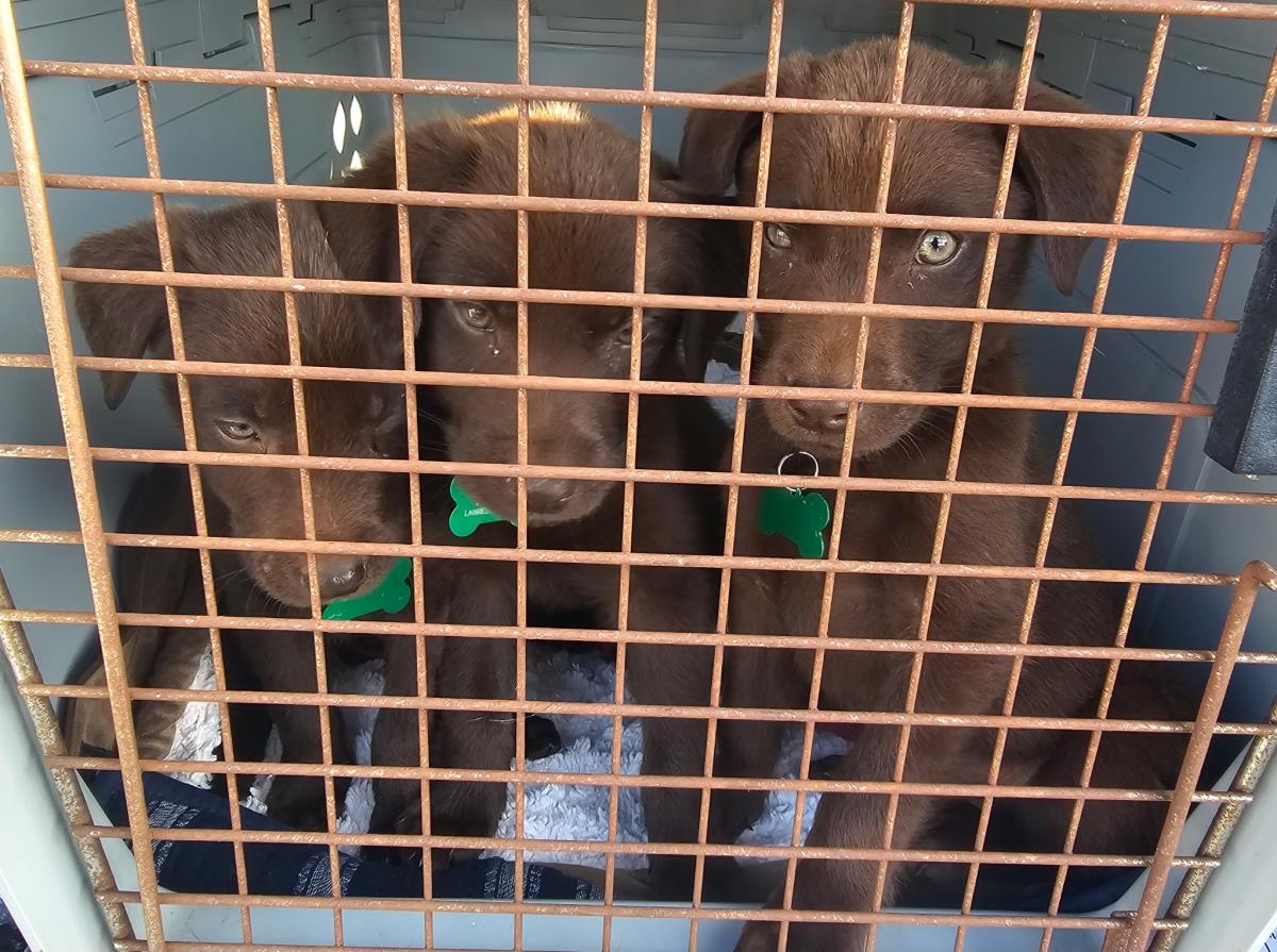 Puppy Oliver - Adopted