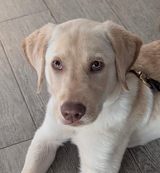 Chloe’s Puppy - Rosa - Adopted
