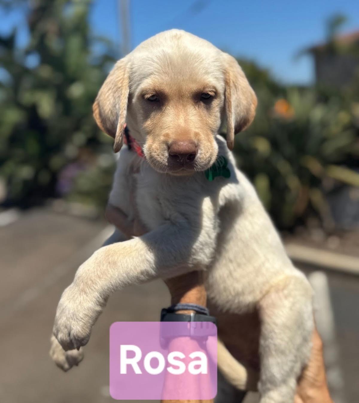 Chloe’s Puppy - Rosa