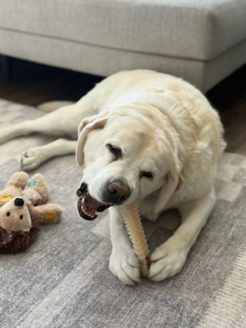 Sami - Adopted