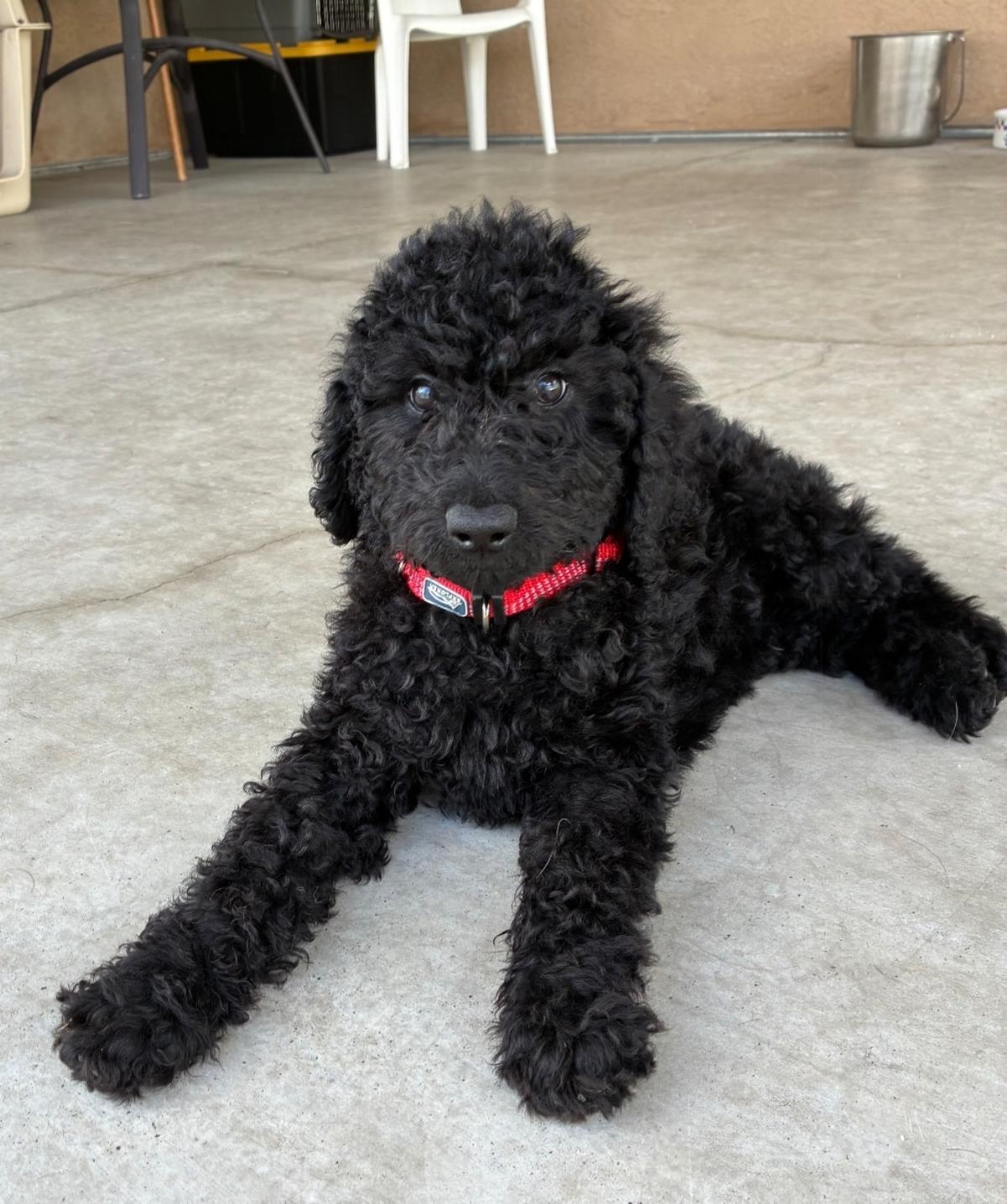 Farm Puppy - Willie