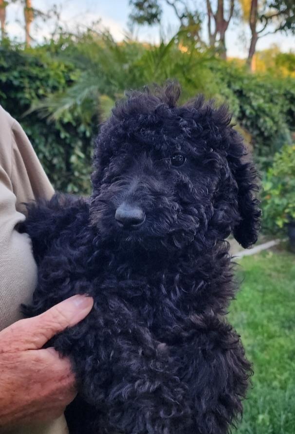 Farm Puppy - June