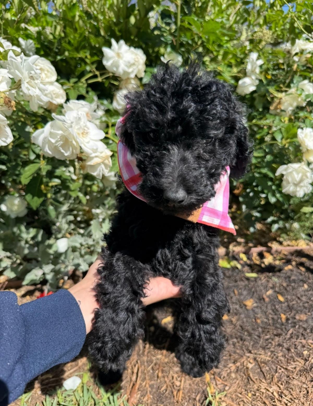 Farm Puppy - Martina