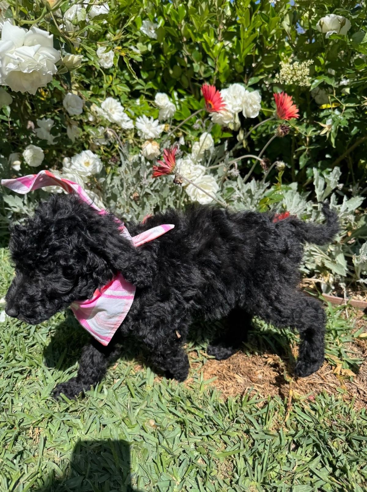 Farm Puppy - Martina