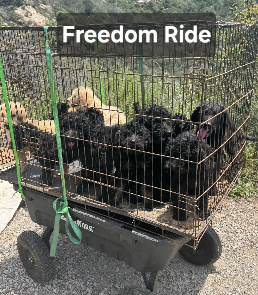Farm Puppy - Cash - Adopted