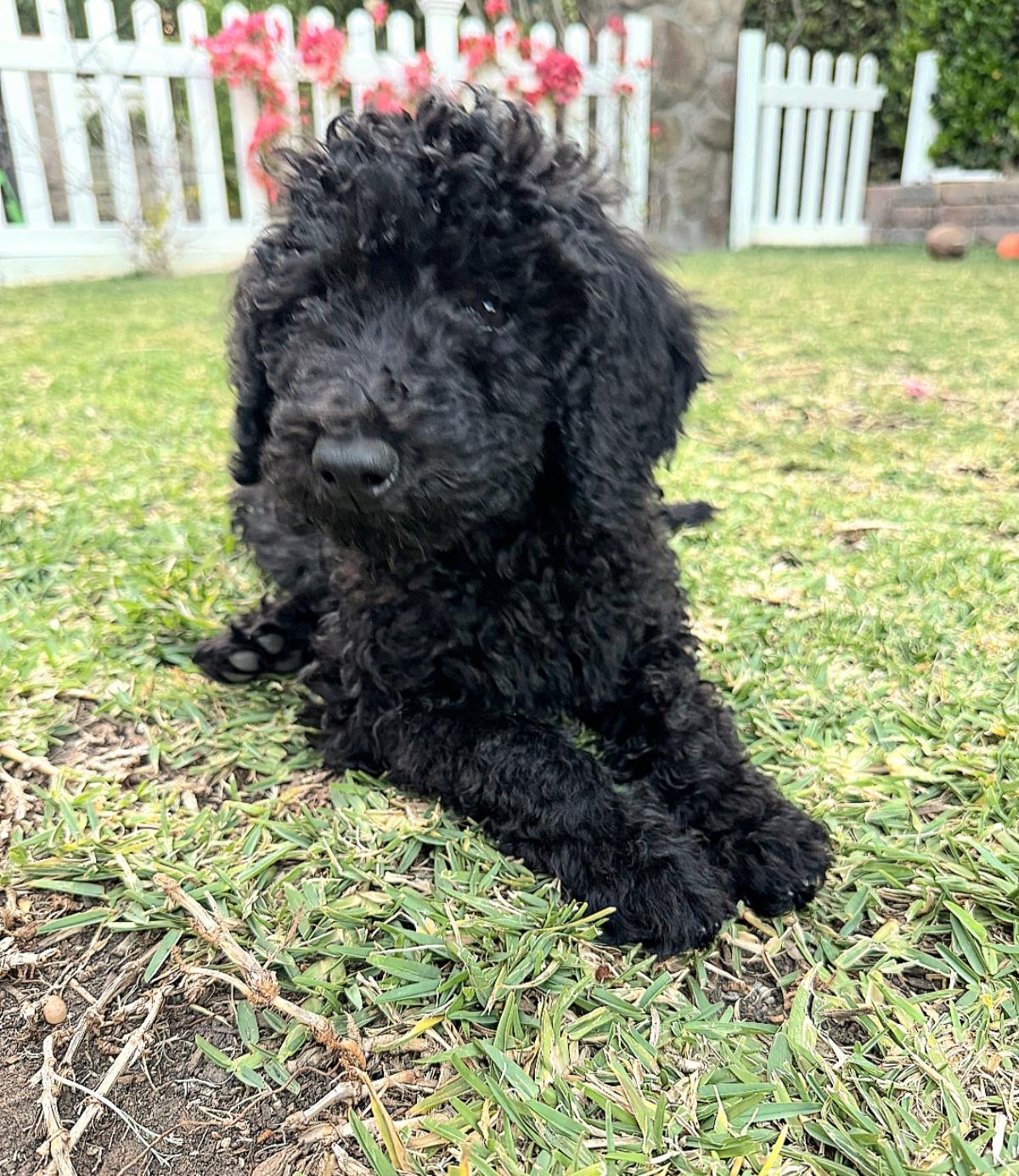 Farm Puppy - Martina