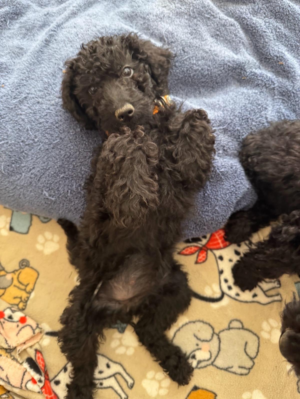 Farm Puppy - Martina