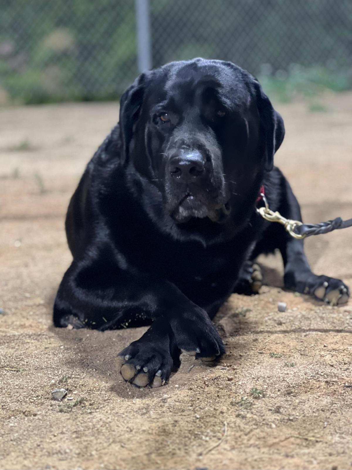 Jax