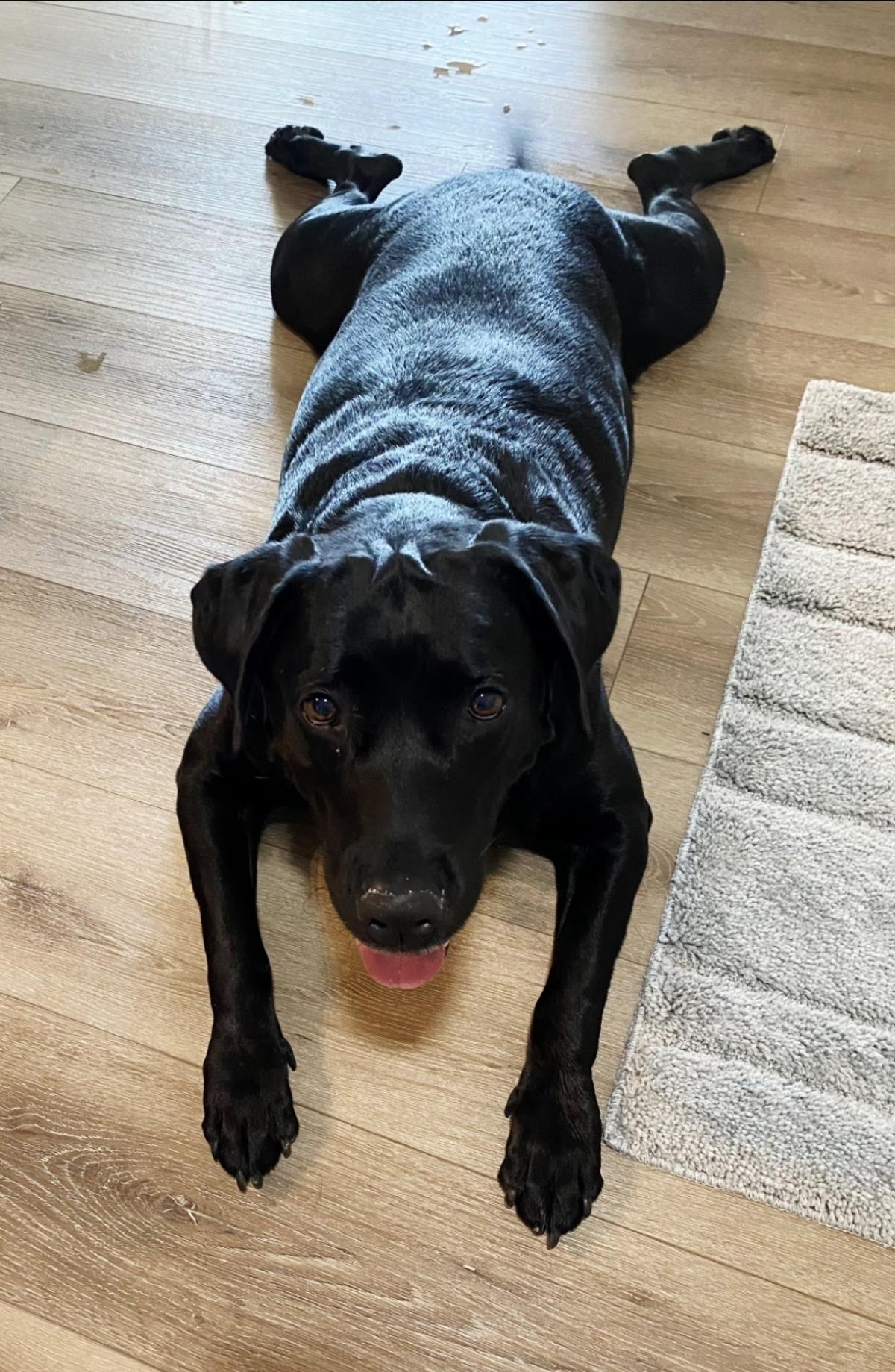Abby - Adopted