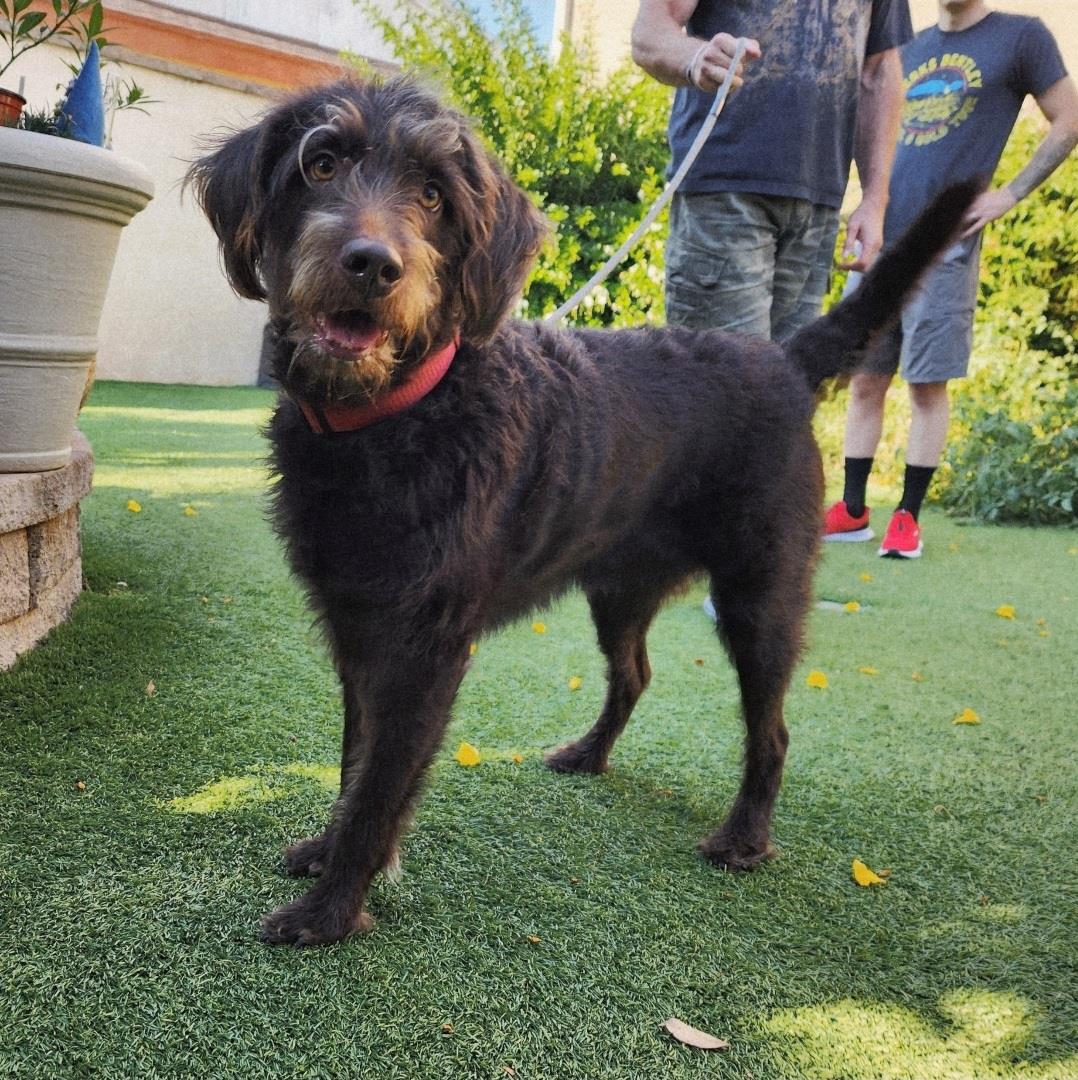 Kona