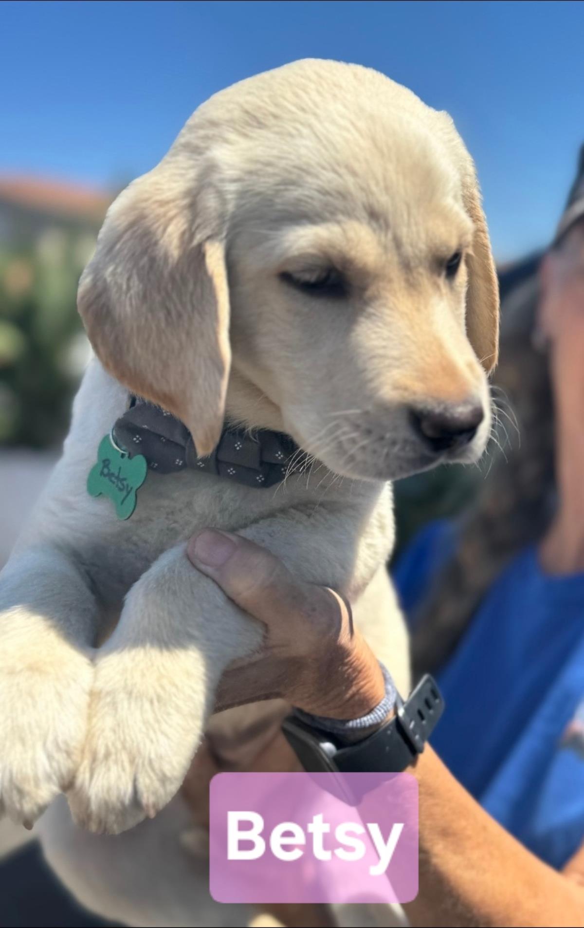 Chloe’s Puppy - Betsy