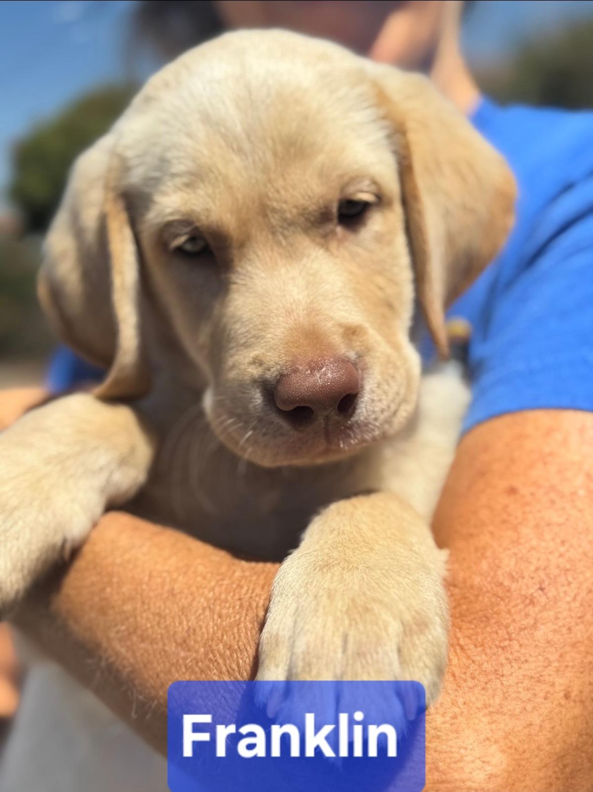 Chloe’s Puppy - Franklin