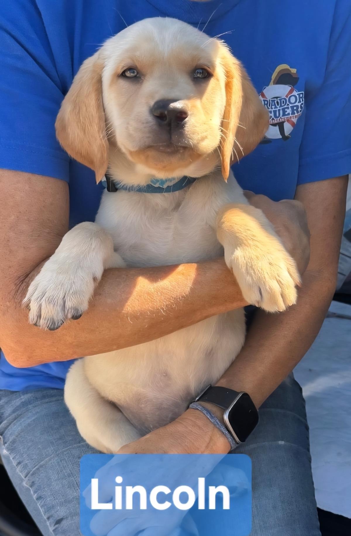 Chloe’s Puppy - Lincoln