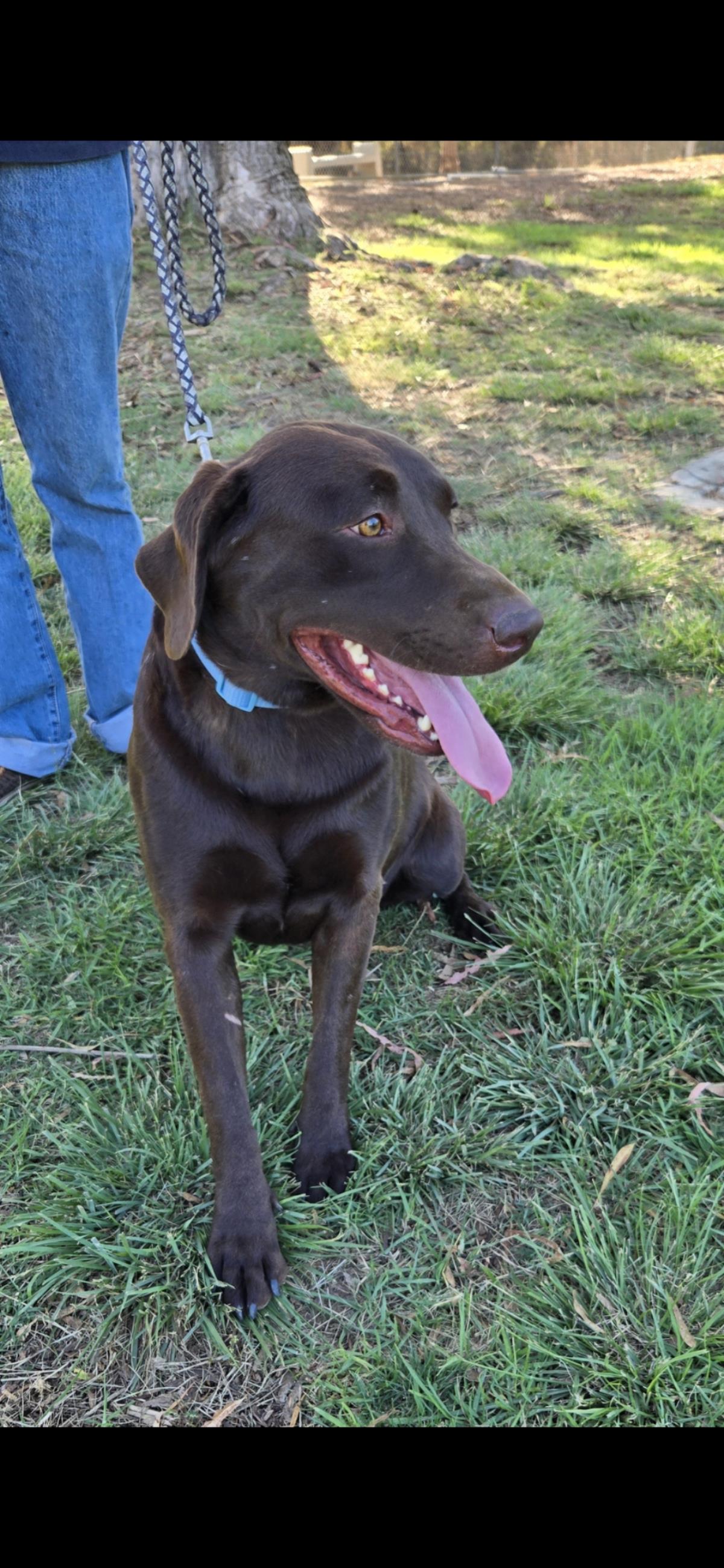 Noelia - Adopted
