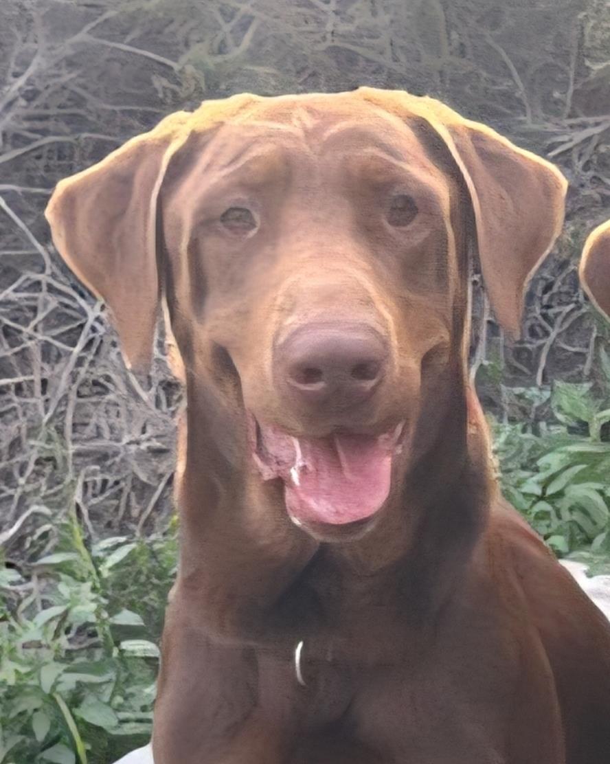 Ollie - Adoption in Progress