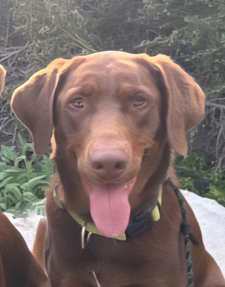 Sally - Adoption in Progress