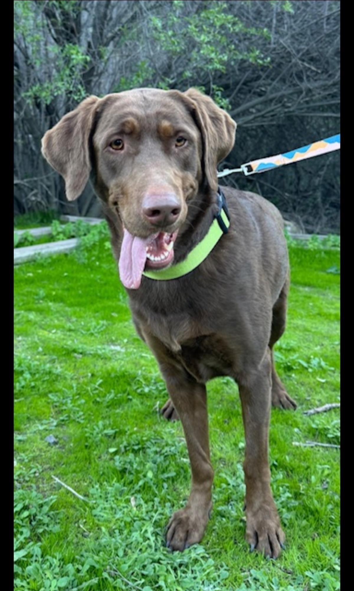 Sally - Adoption in Progress