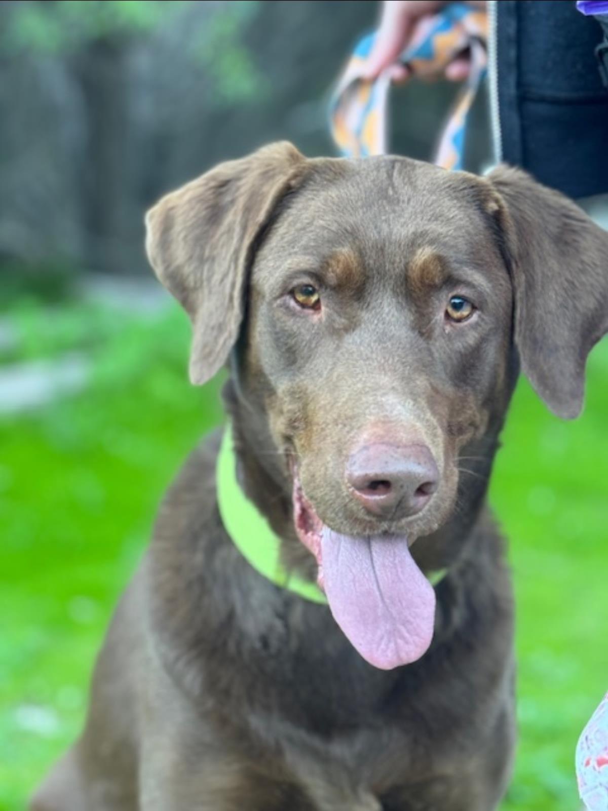 Sally - Adoption in Progress