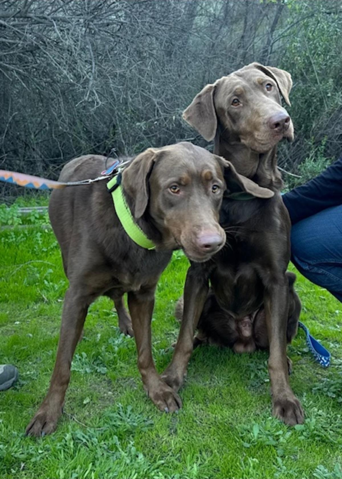 Sally - Adoption in Progress