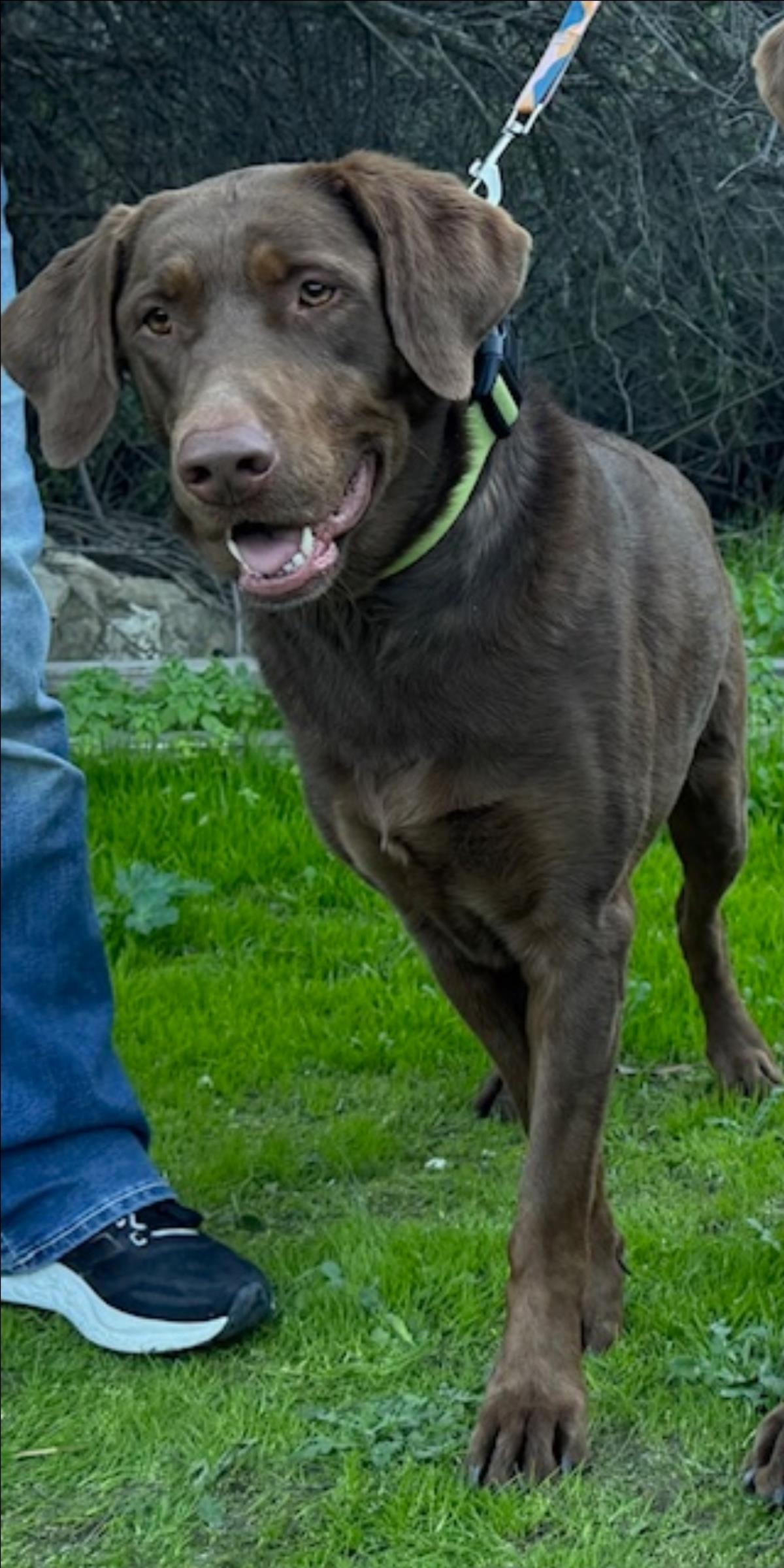 Sally - Adoption in Progress