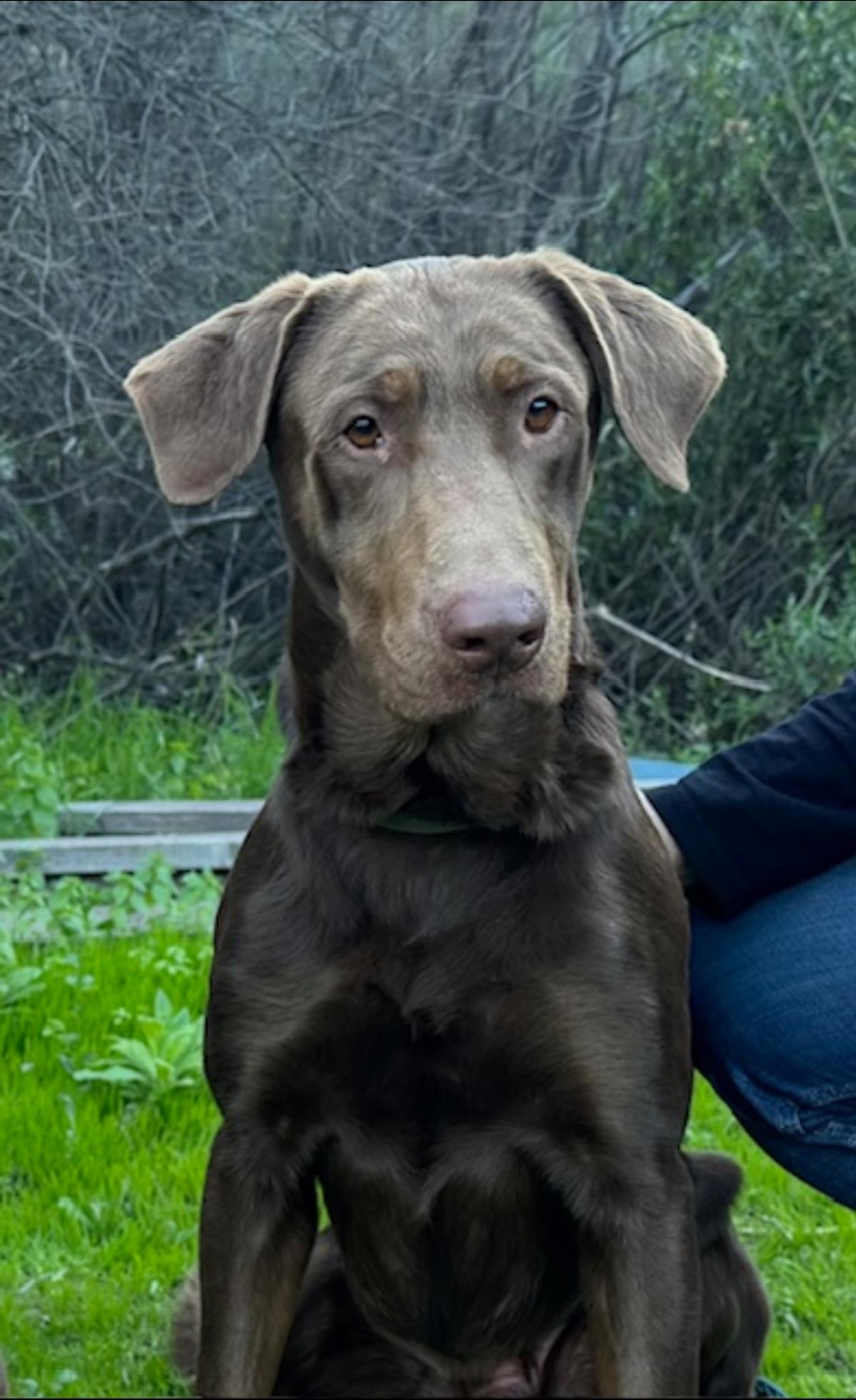 Ollie - Adoption in Progress