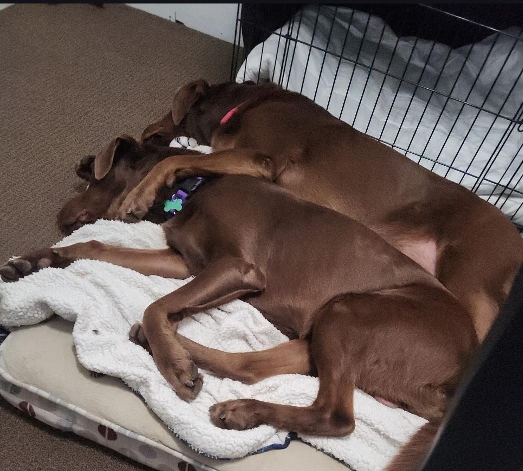 Sally - Adoption in Progress