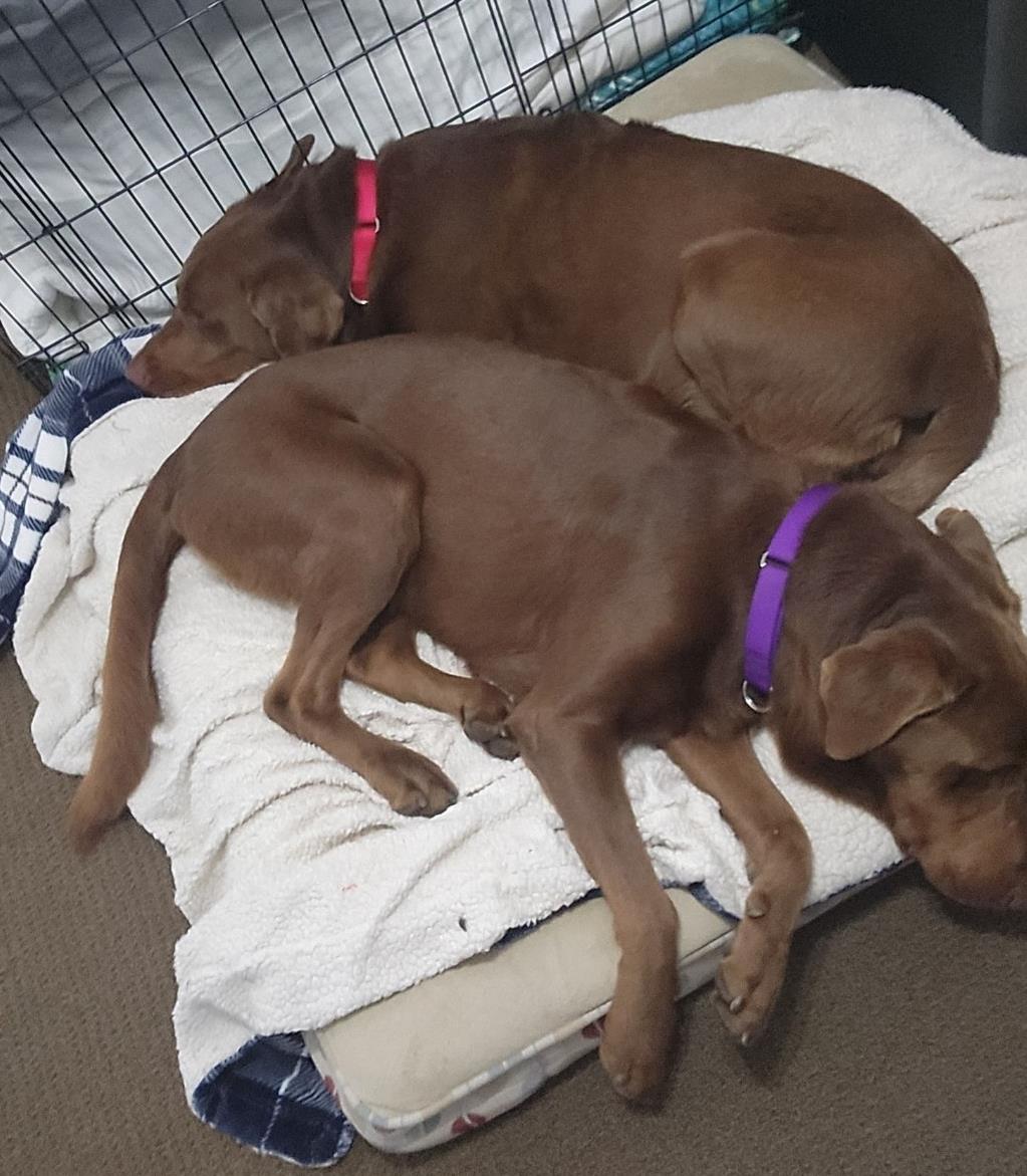 Ollie - Adoption in Progress