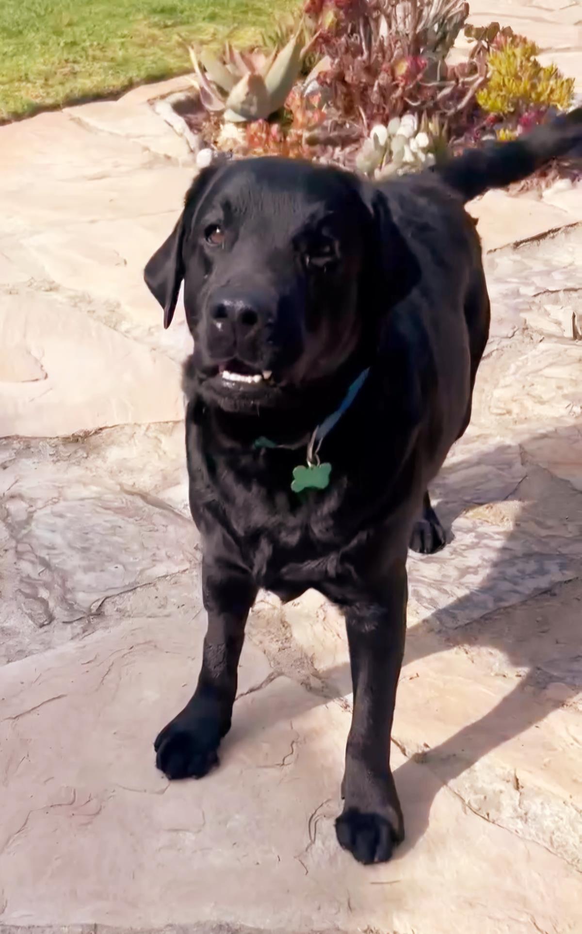 Paulie -  Adopted