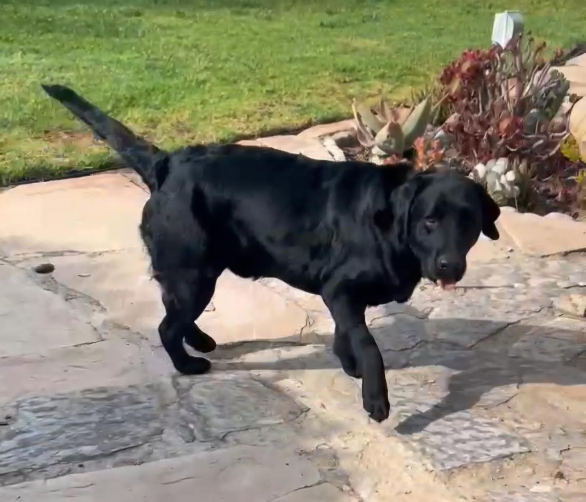 Paulie -  Adopted