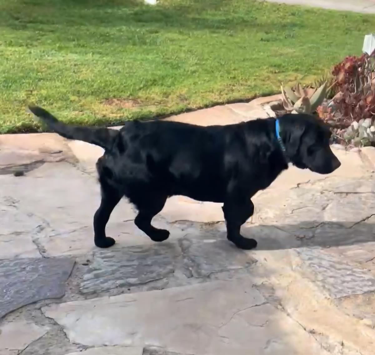 Paulie -  Adopted