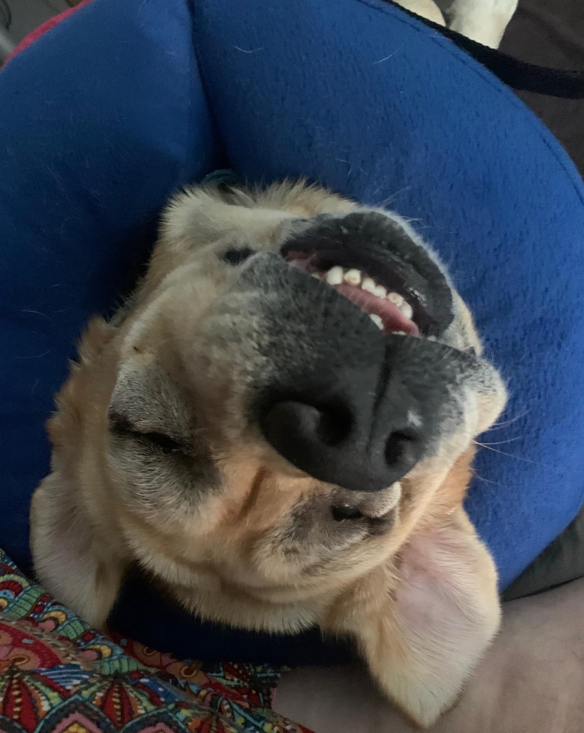 Zoey - Waitlist Full