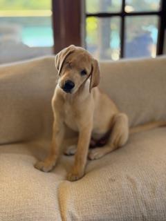Cosmopolitan Puppy - Zurich 