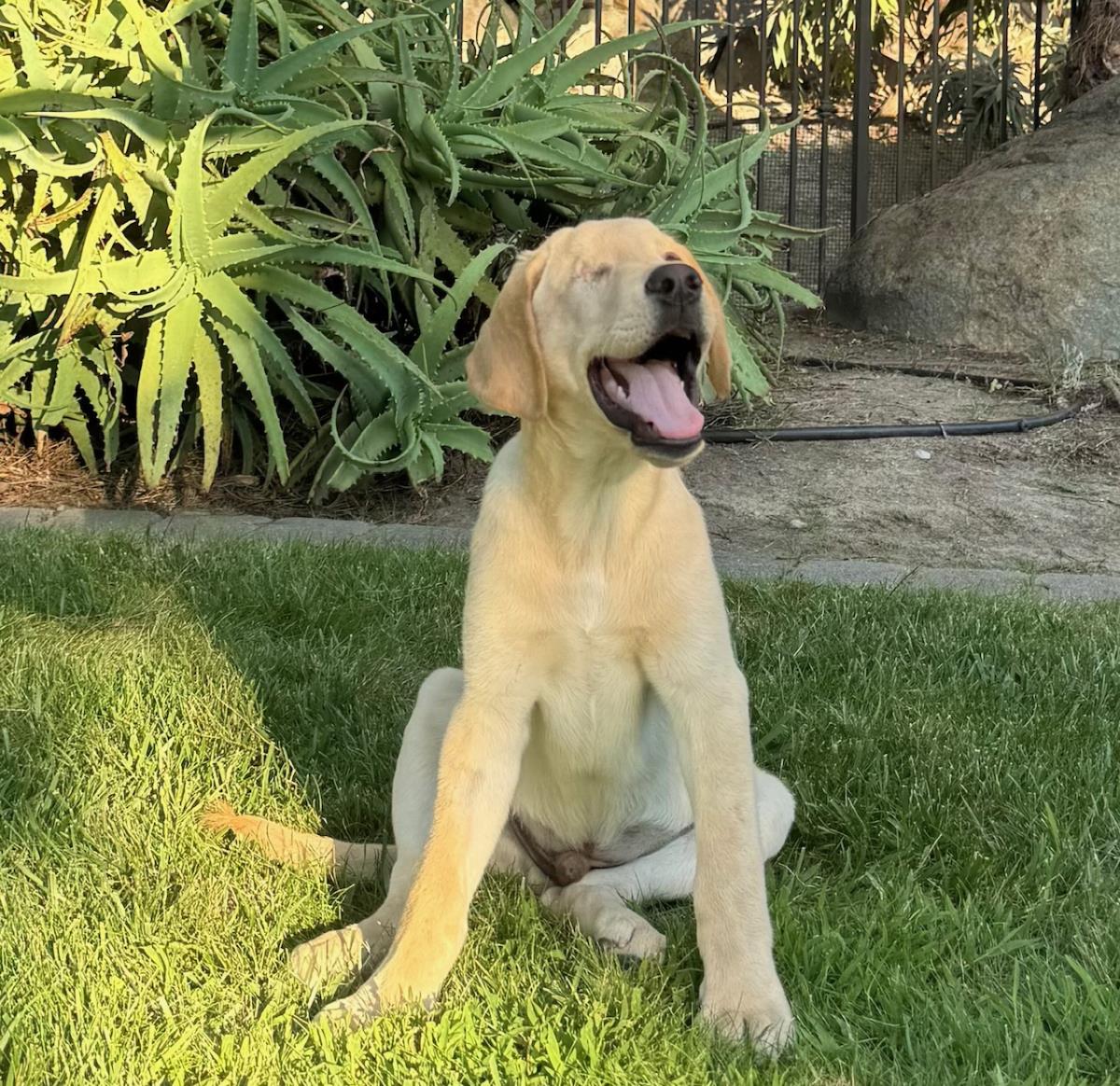 Cosmopolitan Puppy - Zurich 