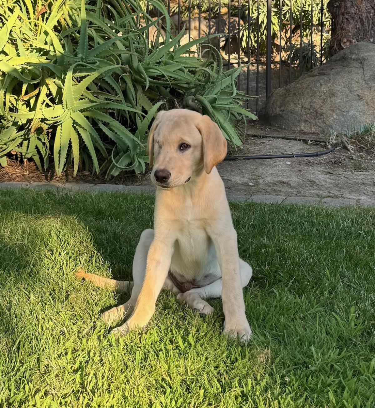 Cosmopolitan Puppy - Zurich 