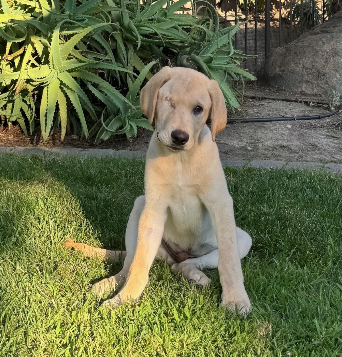 Cosmopolitan Puppy - Zurich 