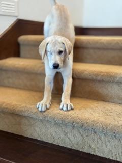 Cosmopolitan Puppy - Zurich 