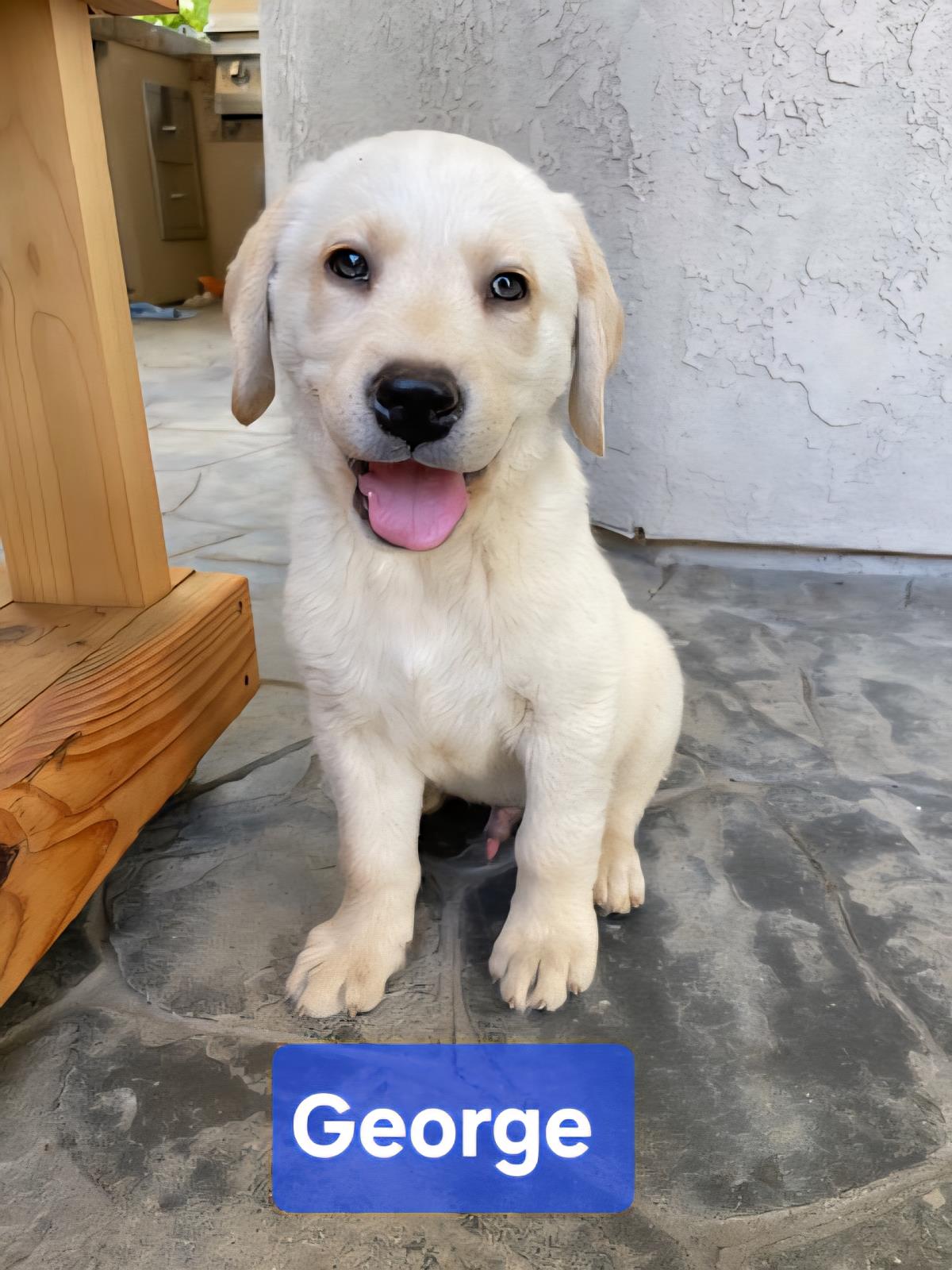Chloe’s Puppy - George