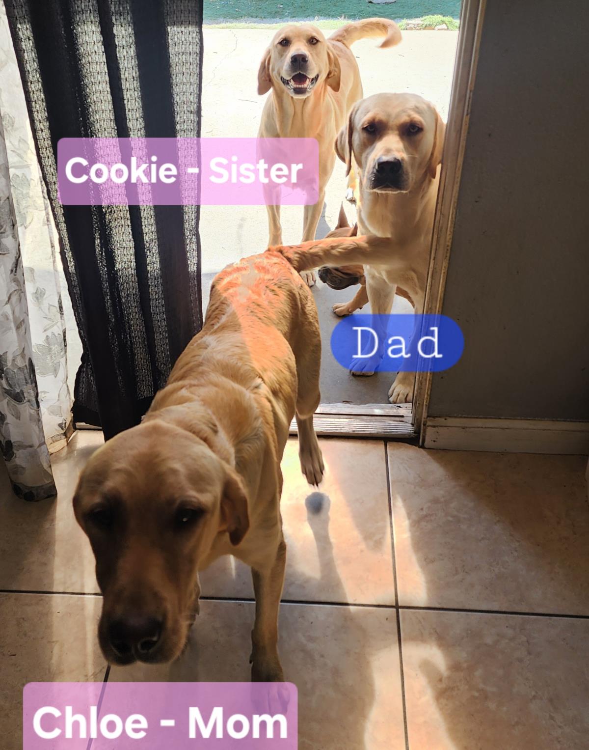 Chloe’s Puppy - Rosa