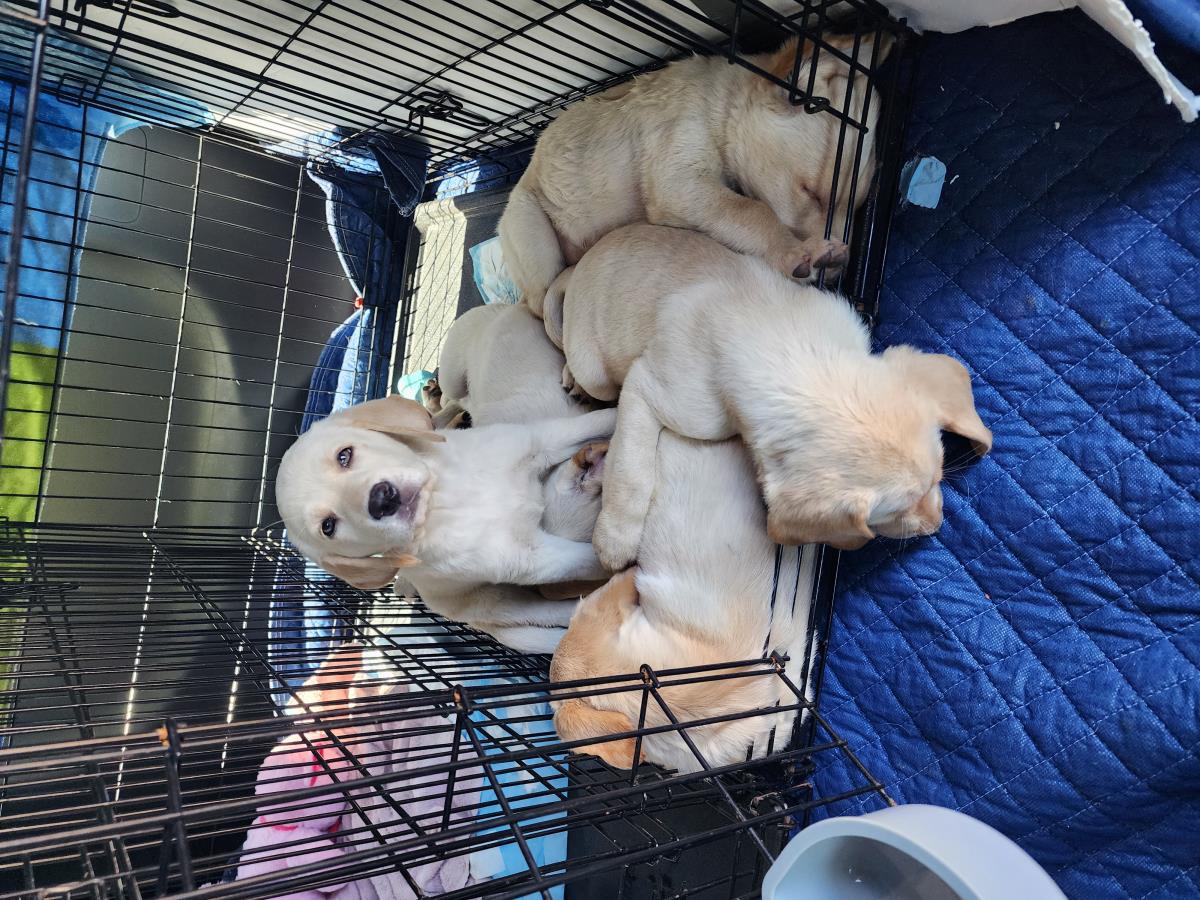 Chloe’s Puppy - Rosa